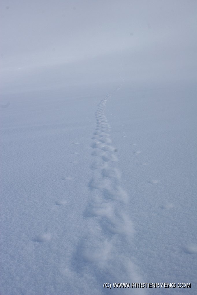 IMG_0092.JPG - På vei tilbake mot Rundfjellet... Sporene mine har på under 30 minutter snødd god igjen...