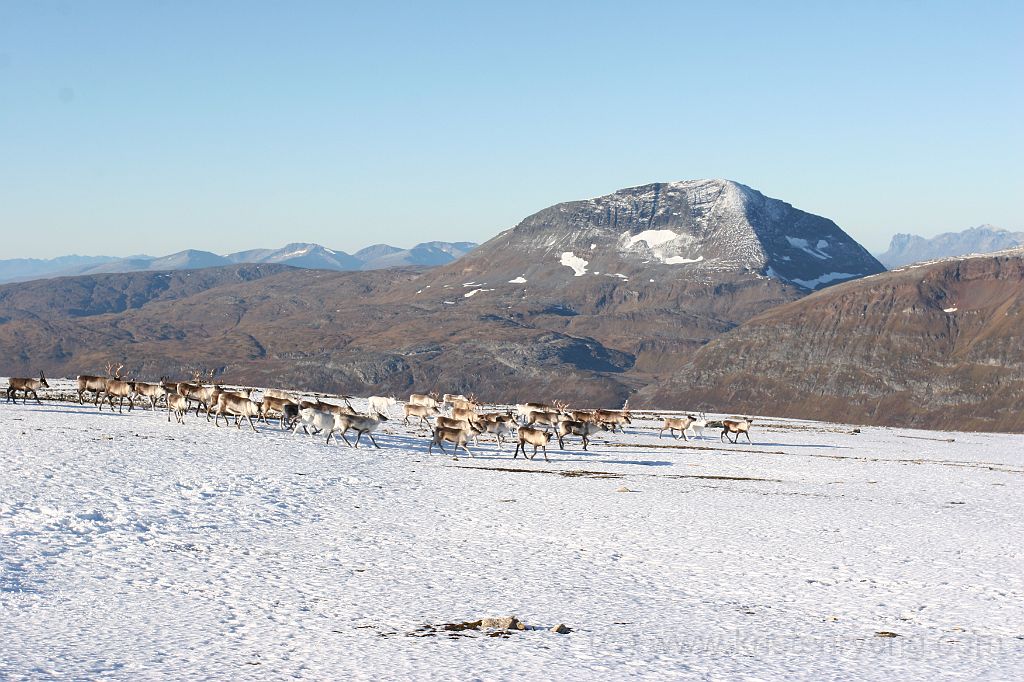 IMG_0286.JPG - Reinflokk på Gabrielfjellet med Tromsdalstinden i bakgrunnen.