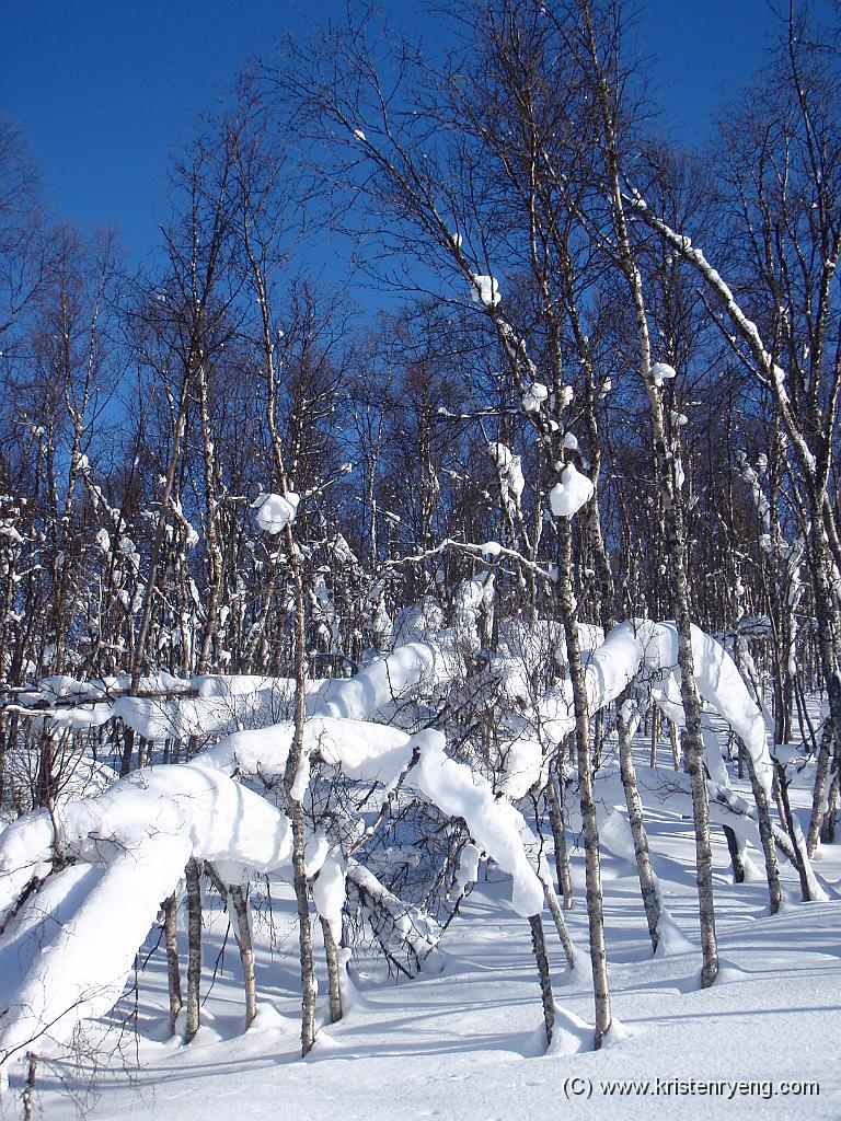P3180268.JPG - Tett skog som sliter med tung last etter dager med kraftig snøfall.